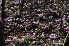 Wilde Krokusse am Heidpesch