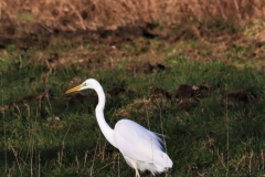 Silberreiher bei Schwaam