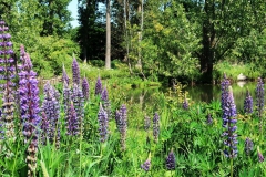 Lupinen Museum Insel Hombroich