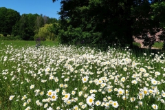 Margeritenwiese Hombroich