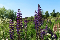 Lupinen Landschaftspark Hombroich