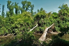 Landschaftspark Hombroich