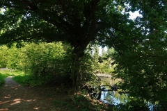 Weg im Landschaftspark Hombroich