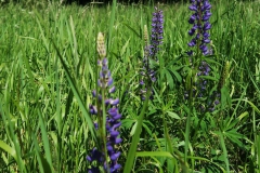 Lupinen