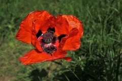 Mohn