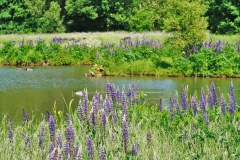 Teich Museum Insel Hombroich