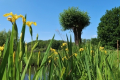 Sumpflilien Landschaftspark Hombroich