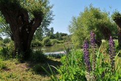 Im Landschaftspark Hombroich