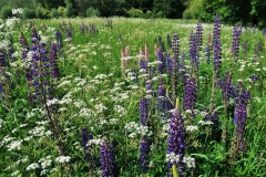 Lupinen im Landschaftspark Hombroich