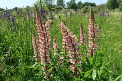 Lupinen im Landschaftspark Hombroich