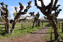 Wiesen vor dem Schloss Walbeck