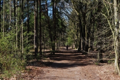 Waldweg zur Grenze D-NL