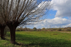 Auen am Rodebach mit Storchennest
