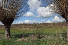 Auen am Rodebach mit Storchennest