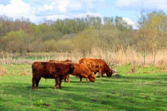 Hochlandrinder