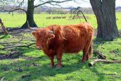 Hochlandrind hautnah