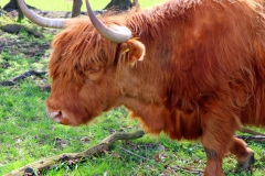 Hochlandrind Auge in Auge