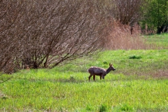 Reh in den Rodebachauen