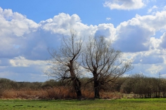 Blick über die Rodebachauen
