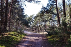 Auf dem Weg in die Heide