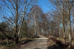 Heidelandschaft mit Reitweg