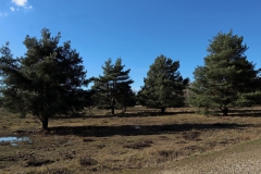 Kiefern in der Heide