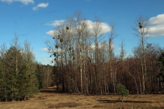Wald am Rand der Heide