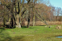 Am Teewensee
