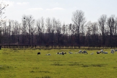 Schafe am Rand der Heide