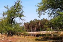 Moorsee
