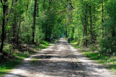 Waldweg