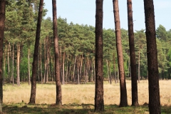Kiefern am Rand des Moors