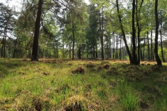 Bubiköpfe im lichten Wald