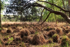 Bubiköpfe im lichten Wald