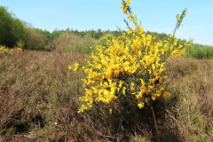 Ginster in der Hühnerheide