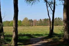 Heidelandschaft am Hühnerkamp