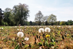 Löwenzahn am Hühnerkamp