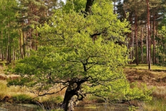 Kiefer im Moor