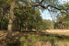 Moor- und Waldlandschaft