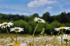Blumenwiese am Hardterwald