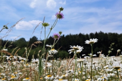 Blumenwiese am Hardterwald