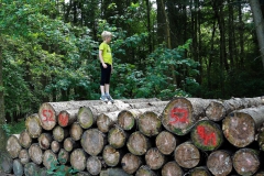 Holzstapel im Hardterwald