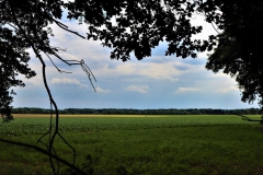 Blick zur Hehner Landwehr