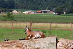 Streichelzoo auf niederländischer Seite