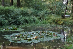 Seerosenteich im Peter Müller Park