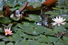 Seerosen im Peter Müller Park