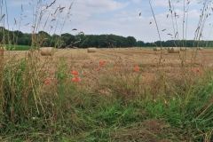 Felder an der Holtmühle