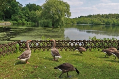 Holtmühlenweiher
