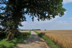Blick über die Felder bei Geneiken