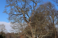 Englischer Landschaftsgarten